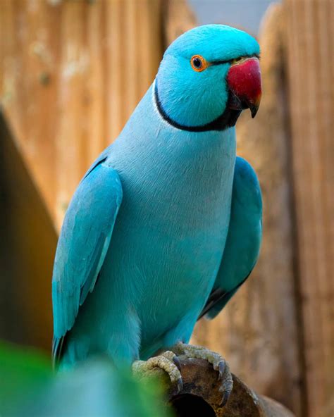 How Much Does a Parakeet Cost? (2026 Updated)