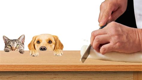 Can Cats Eat Dog Cakes