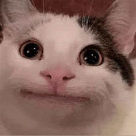 Beluga Cat Meme Discord GIF – Beluga Cat Meme Discord Belugas Hub ...