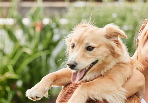 Veterinary Care in Newcastle, WA | Animal Hospital of Newport Hills