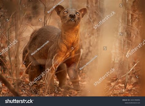 Madagascar Fossa Apex Predator Lemur Hunter Stock Photo 2221784491 | Shutterstock