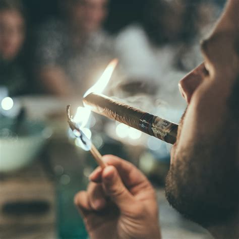 Is There Nicotine in Cigars? - Cigar Chief