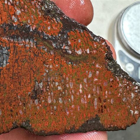 GEMBONE Dinosaur Bone Faced Rough - 1.26 Pounds – SilverHill Lapidary