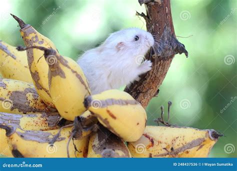 A Campbell Dwarf Hamster is Eating a Ripe Banana on a Tree. Stock Photo ...