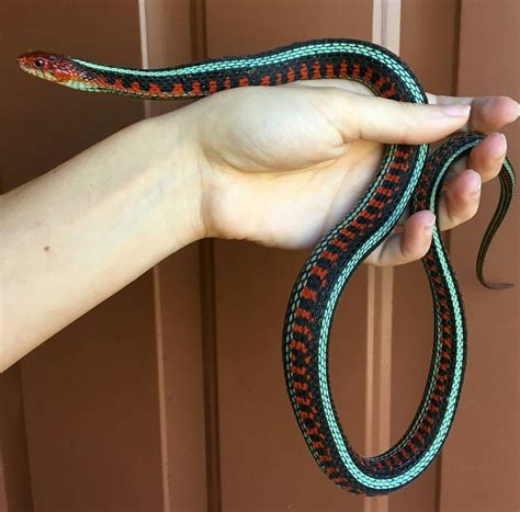 California Red sided Garter Snake | Pet snake, Cute snake, Cute reptiles