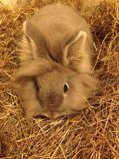 Lionhead Bunny on Dry Grass