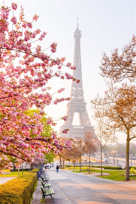 The best places to see cherry blossoms in paris – Artofit
