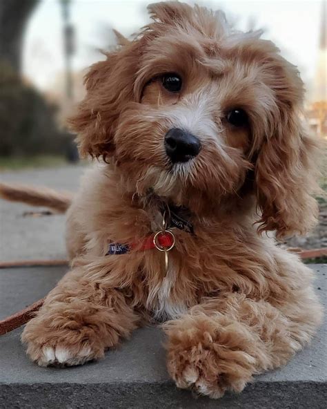 Cute Little Brown Dog on a Sidewalk