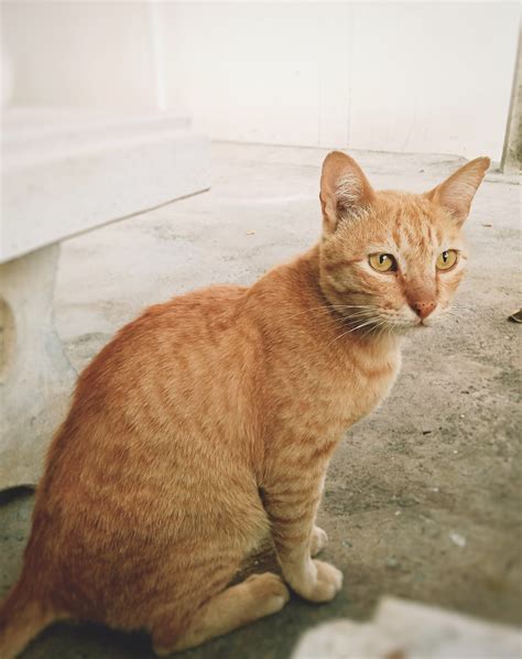 Arabian Mau: The Loving and Playful Street Cat