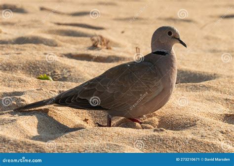 Side View of a Turtle Dove on a Spanish Beach in Fuerteventura Stock ...