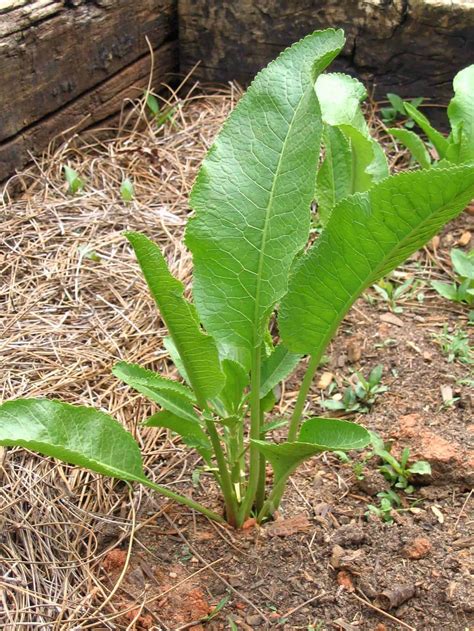 How to Grow and Harvest Horseradish