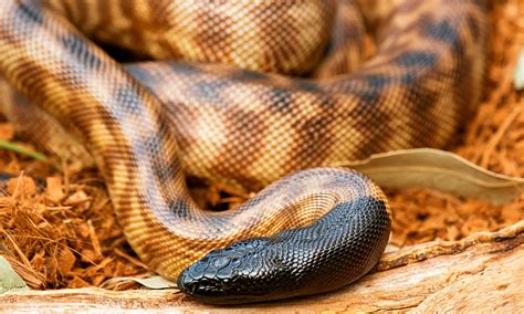 Black-headed python Animal Facts - Aspidites melanocephalus - A-Z Animals