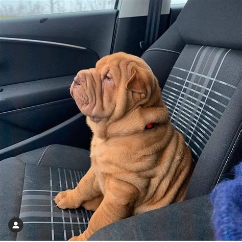 7 dog breeds with fat rolls dogs with wrinkly body – Artofit