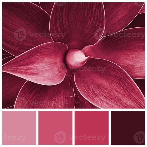 Color palette of agave plants colored by Viva Magenta tone 2023. Trendy ...
