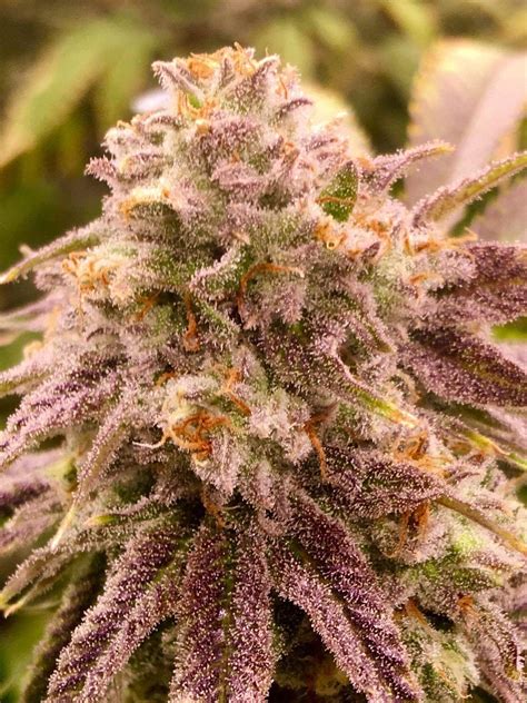 Snow White’s Cherry (R) – Cannabis Seeds for Sale | North Atlantic Seed Co.