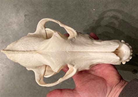 Wolf Skull Top View