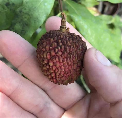 Hak Ip Lychee Grow Guide - Tropical Tree Guide