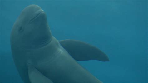 Endangered finless porpoises spotted more often in Yangtze River - CGTN