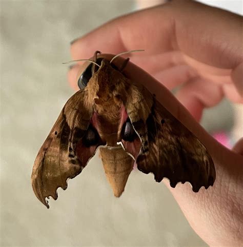 I found this moth (Blinded Sphinx Moth?) and brought her into the ...