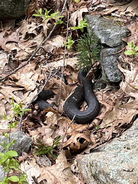 What is this black snake in MA? : r/snake
