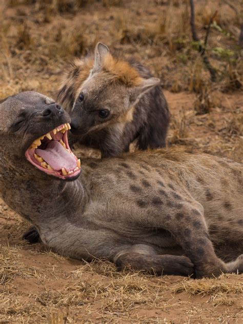 Spotted Hyena Eating
