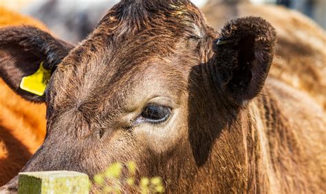 Pinkeye in Cattle | Norbrook Laboratories