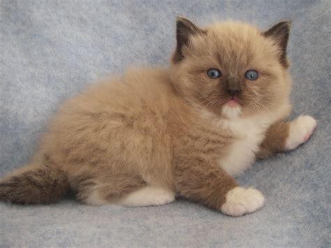 MINK RAGDOLL KITTENS, SEPIA RAGDOLLS | Ragdoll cat breeders, Cute cats ...