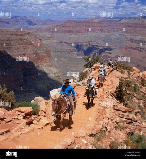 North american desert group of animals hi-res stock photography and ...