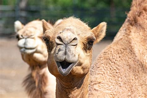Types Of Camels Camel Facts, Types, Diet, Reproduction, Life Cycle,
