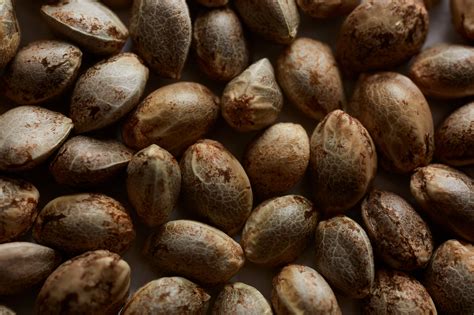 What are Cannabis Seeds? Marijuana Seed Definition | Weedmaps