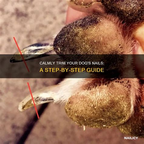 Calmly Trim Your Dog's Nails: A Step-By-Step Guide | Nailicy