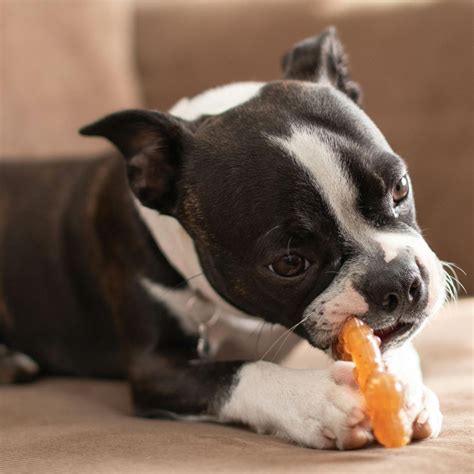The Ultimate Guide to Canine Dental Care