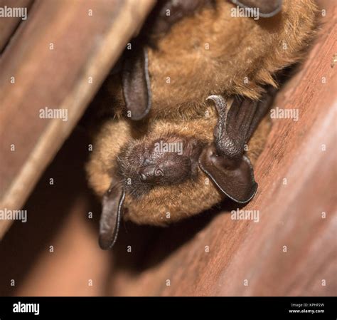 Big Brown Bats (Eptesicus fuscus Stock Photo - Alamy