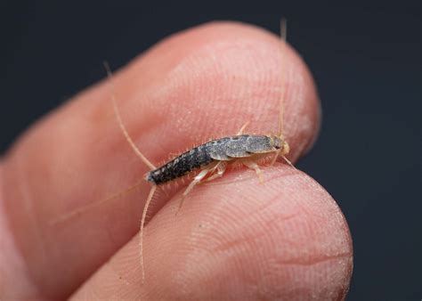 Silverfish Bite