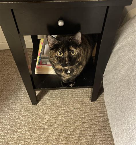 Photos of my sweet Suki : r/torties