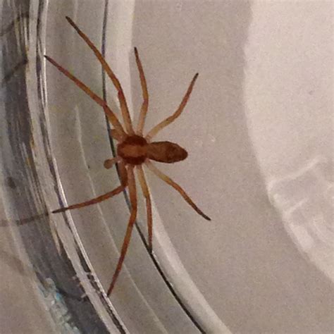 Immature Brown Recluse