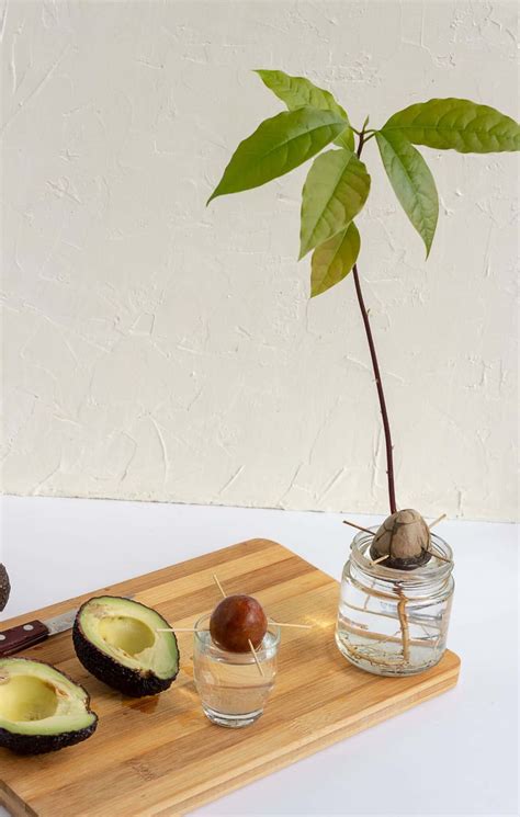 How to grow an avocado tree from seed 🌳 🥑 Steps to sprout success
