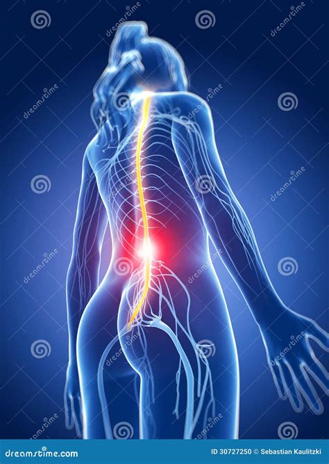 Highlighted nerve system stock illustration. Illustration of healcare - 30727250
