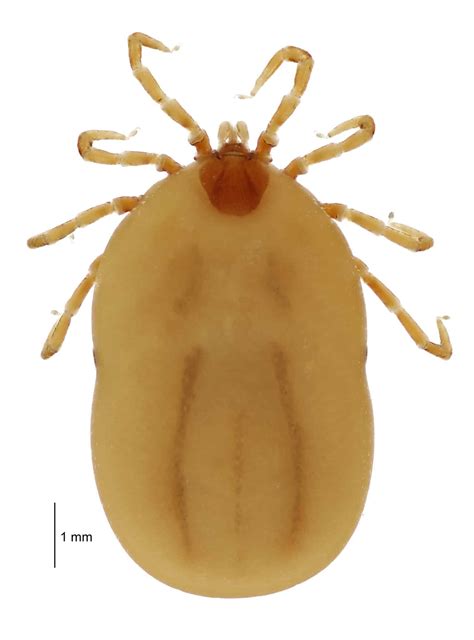 10 Types of Ticks in Maine - A-Z Animals