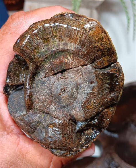 SE Texas - Mammoth pelvis and tusk? - Fossil ID - The Fossil Forum