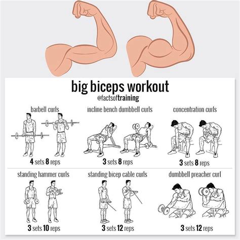 Exercises | Big biceps workout, Biceps workout, Bodybuilding workouts