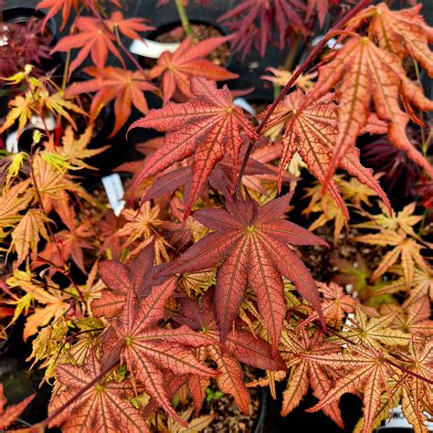 Acer palmatum Reticulatum Como - The Maple Nursery