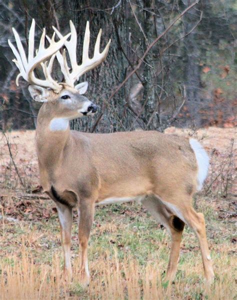 Whitetail Deer