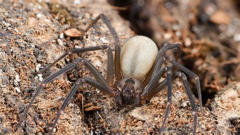 What venomous spiders live in Georgia? Here are 5 to watch for