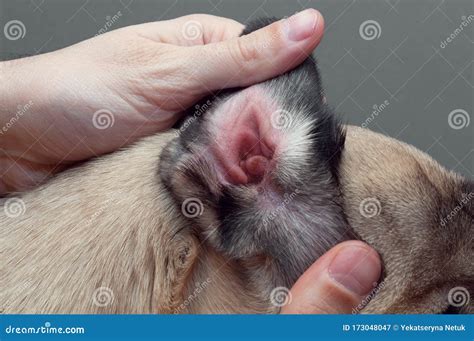 Are Ear Mites Common In Dogs - symptoms of ear mites in dogs