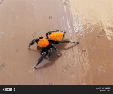 Spider That Is Orange And Black at Frank Duke blog