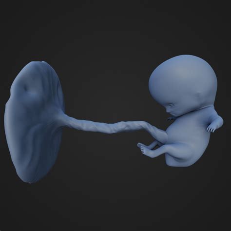 STL file 9 Week Fetus 👶・3D print design to download・Cults