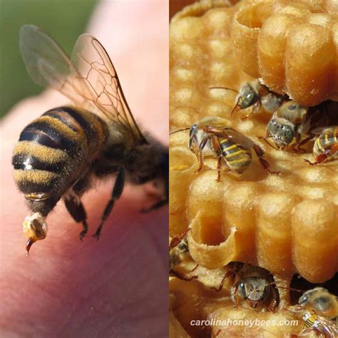 The Fascinating World of Bees - Carolina Honeybees