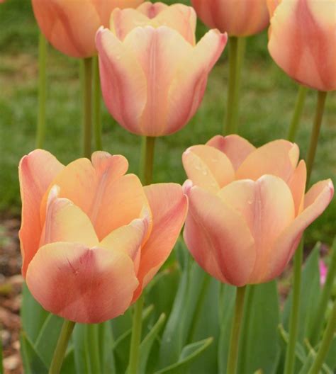 Tulip Apricot Foxx : The Garden Club of Houston