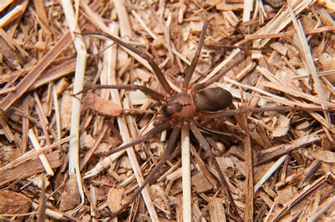 Brown recluse | Spider, Description, Venom, Bite, Symptoms, & Facts | Britannica